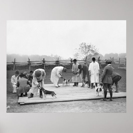 Bunch of Beagles, 1914 Poster (Voorkant)