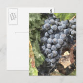 Bunch of Grapes Briefkaart (Voorkant / Achterkant)