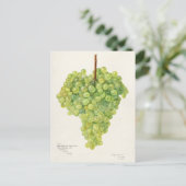 Bunch of Green Grapes Fruit Waterverf Painting Briefkaart (Staand voorkant)