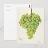 Bunch of Green Grapes Fruit Waterverf Painting Briefkaart (Voorkant / Achterkant)