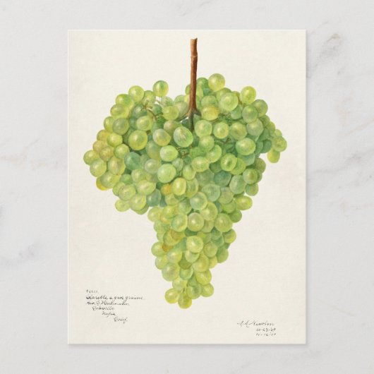 Bunch of Green Grapes Fruit Waterverf Painting Briefkaart (Voorkant)