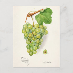 Bunch of Green Grapes Fruit Waterverf Painting Briefkaart
