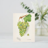 Bunch of Green Grapes Fruit Waterverf Painting Briefkaart (Staand voorkant)
