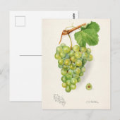 Bunch of Green Grapes Fruit Waterverf Painting Briefkaart (Voorkant / Achterkant)