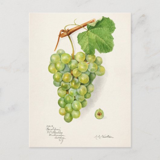 Bunch of Green Grapes Fruit Waterverf Painting Briefkaart (Voorkant)