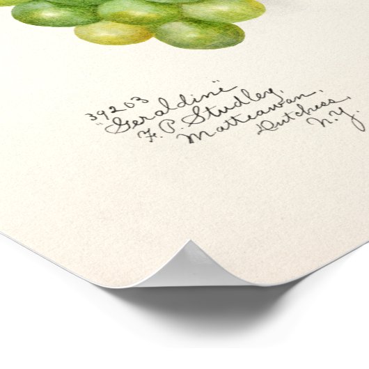 Bunch of Green Grapes Fruit Waterverf Painting Poster (Hoek)