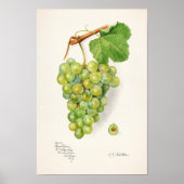 Bunch of Green Grapes Fruit Waterverf Painting Poster (Voorkant)