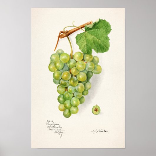 Bunch of Green Grapes Fruit Waterverf Painting Poster (Voorkant)