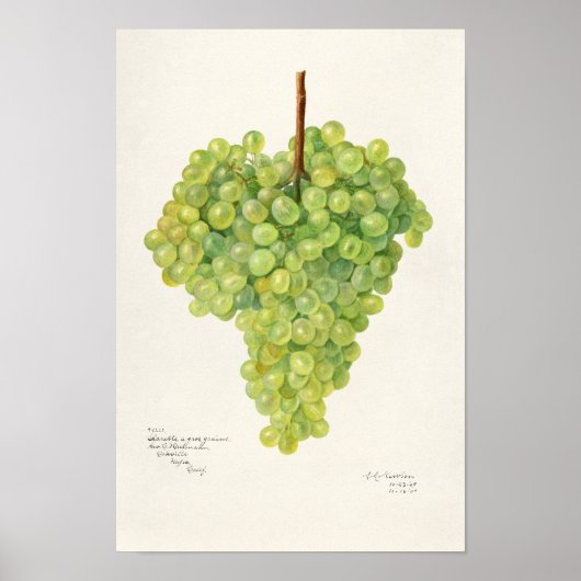 Bunch of Green Grapes Fruit Waterverf Painting Poster (Voorkant)