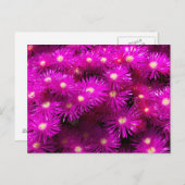 Bunch of Pink Aster Flowers Briefkaart (Voorkant / Achterkant)