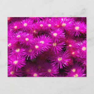 Bunch of Pink Aster Flowers Briefkaart