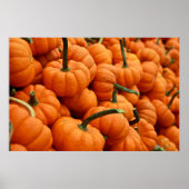 BUNCH OF PUMPKIN POSTER (Voorkant)