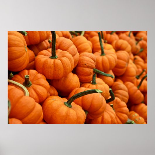 BUNCH OF PUMPKIN POSTER (Voorkant)