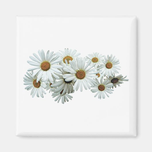 Bunch of White Daisies Magneet (Voorkant)