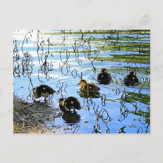 Bunch van Baby Briefkaart (Voorkant)