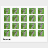 Bunch van paarse druiven vierkante sticker (Vel)
