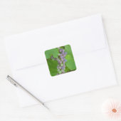 Bunch van paarse druiven vierkante sticker (Envelop)