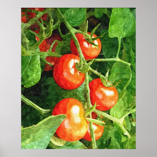 Bunch van tomaten poster (Voorkant)