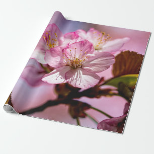 Bunch van verbluffende Sakura-bloemen van roze kle Cadeaupapier