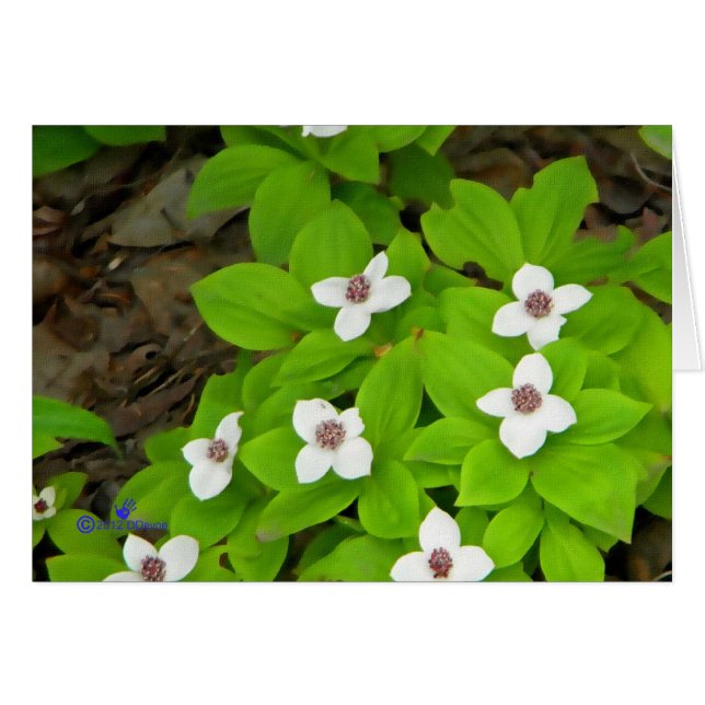 Bunchberry (Voorkant Horizontaal)
