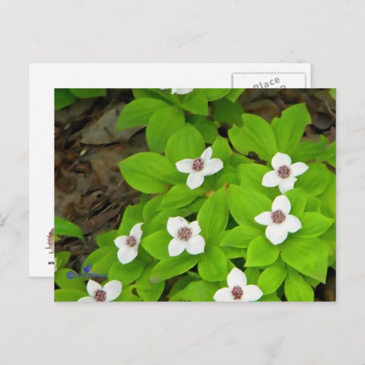 Bunchberry Briefkaart (Voorkant / Achterkant)