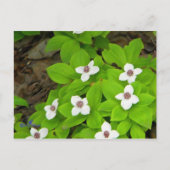 Bunchberry Briefkaart (Voorkant)