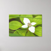 Bunchberry Canvas Afdruk (Voorkant)