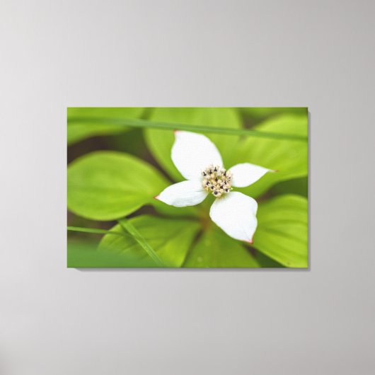 Bunchberry Canvas Afdruk (Voorkant)
