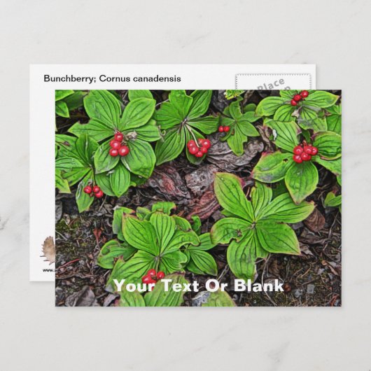 Bunchberry met bessen briefkaart (Voorkant / Achterkant)