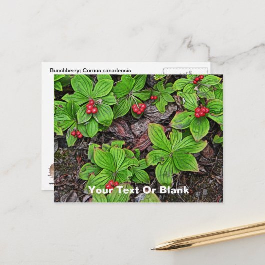 Bunchberry met bessen briefkaart (Voorkant / Achterkant in situ)