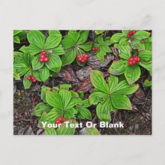 Bunchberry met bessen briefkaart (Voorkant)