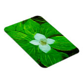 Bunchberry White Wildflower Magneet (Rechterzijde)