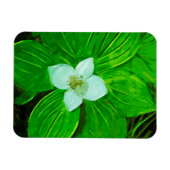 Bunchberry White Wildflower Magneet (Horizontaal)