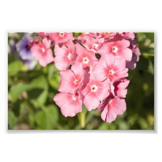 Bunches en Bunches Foto Afdruk (Voorkant)