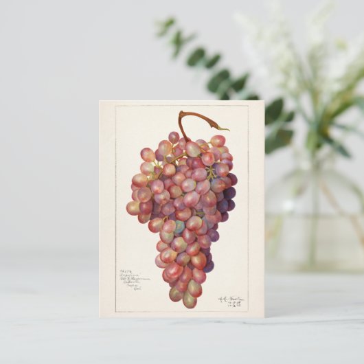  bundel rode druiven voor het schilderen van fruit briefkaart (Staand voorkant)