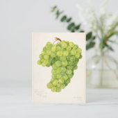  bundel van groendruiven voor het schilderen van f briefkaart (Staand voorkant)