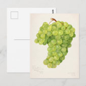  bundel van groendruiven voor het schilderen van f briefkaart (Voorkant / Achterkant)