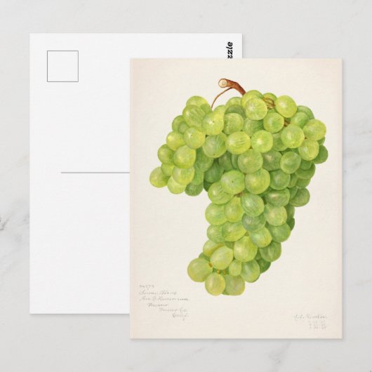  bundel van groendruiven voor het schilderen van f briefkaart (Voorkant / Achterkant)