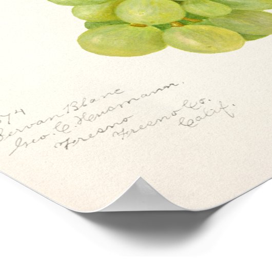  bundel van groendruiven voor het schilderen van f poster (Hoek)