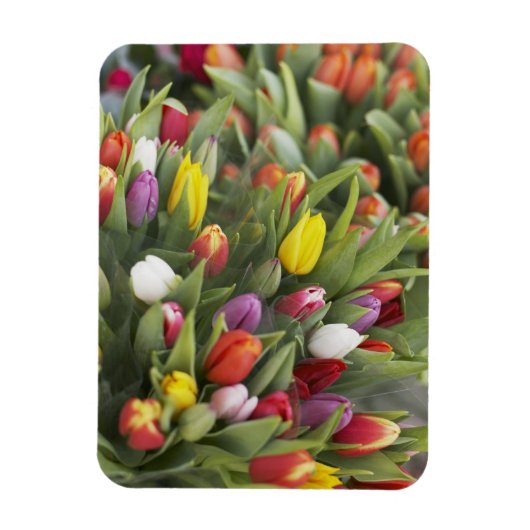 Bunken van kleurrijke tulpen magneet (Verticaal)