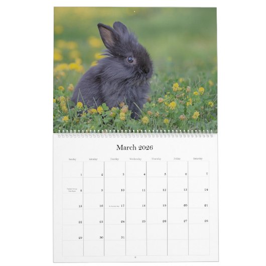 Bunnies Large Wall Calendar Kalender (Mar 2026)