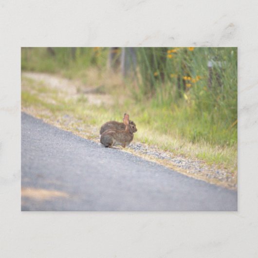 Bunnies Photo Briefkaart (Voorkant)