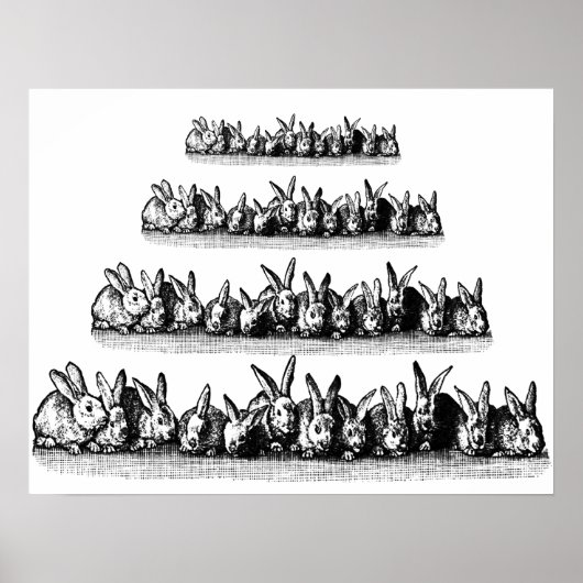 Bunnies Poster (Voorkant)