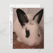 Bunny Aankondigingskaart (Voorkant / Achterkant)