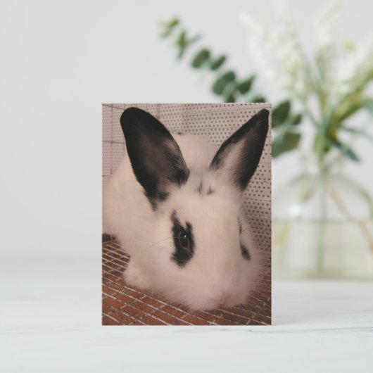 Bunny Aankondigingskaart (Staand voorkant)