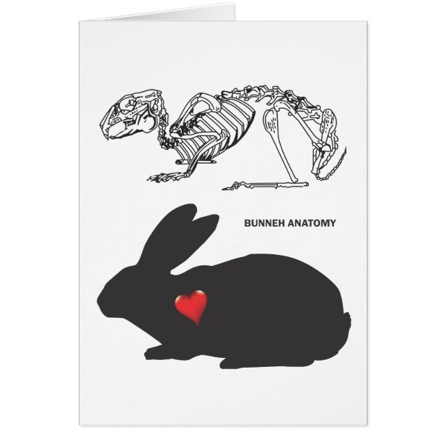 Bunny Anatomy (Voorkant)