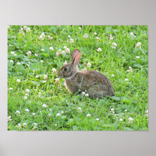 Bunny and Clover***** Poster