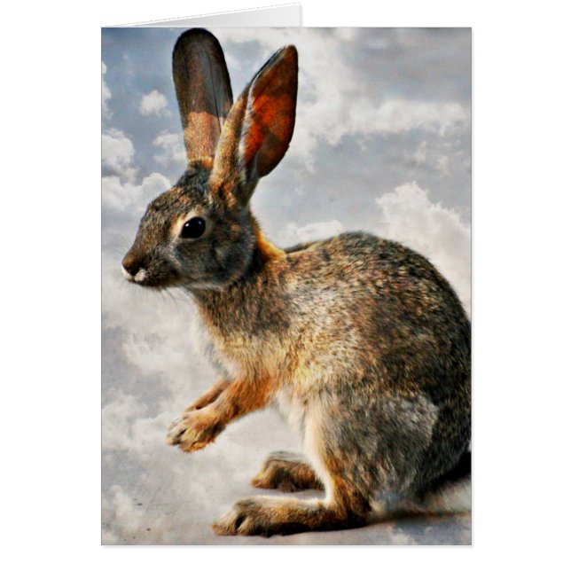 Bunny bidden in de Heavens (Voorkant)