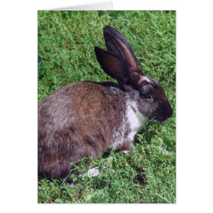 Bunny Blank binnen