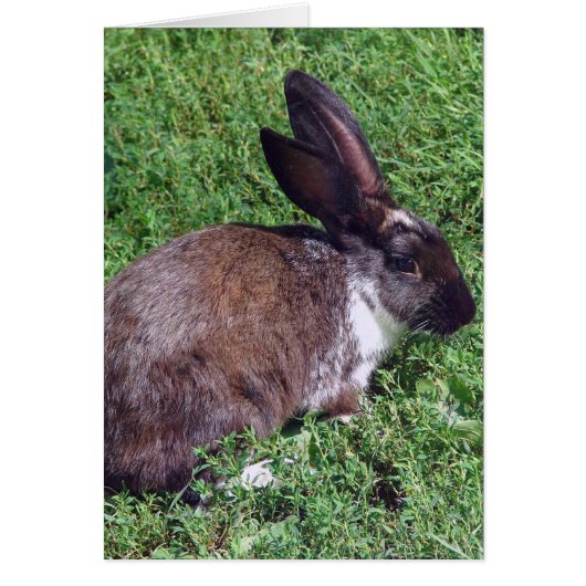 Bunny Blank binnen (Voorkant)